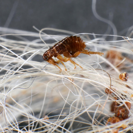 Life Cycles of Ticks